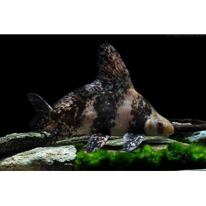 Myxocyprinus asiaticus — латинское название чукучана-парусника (китайского чукучана, миксоципринуса азиатикуса). Это пресноводная лучеперая рыба из семейства Чукучановые. В народе чукучана называют по-разному: миксоциприн, рыба-фрегат или просто парусник.