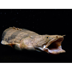 Polypterus endlicheri — пресноводная лучепёрая рыба из семейства Многоперовые. Второе название — тигровый полиптерус — за характерные тёмные полосы поперёк тела.