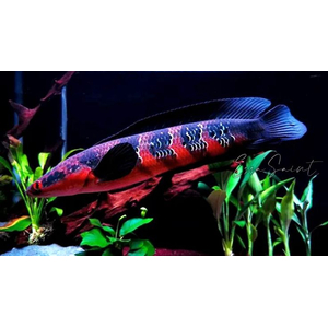 Змееголов императорский (Channa marulioides) — пресноводная лучепёрая рыба из семейства Змееголовые. Название получила из-за того, что голова визуально напоминает змеиную.