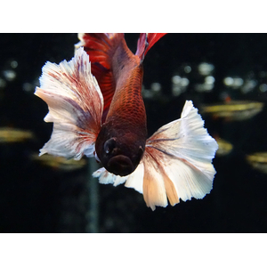 Петушок «Супердельта Дамбо Слоноухий» — разновидность лабиринтовых рыбок петушков, селекционная форма сиамского петушка.