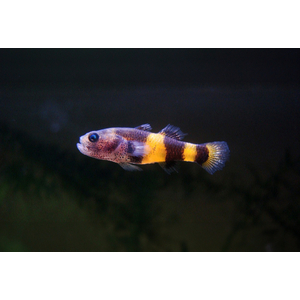 Бычок-пчёлка (Brachygobius doriae) — солоноватоводная лучеперая рыбка из семейства Бычковые. Относится к миниатюрным рыбкам с характерным окрасом — чередующимися чёрными и жёлтыми полосками на теле. За характерный окрас рыбку и называют пчёлкой или шмелем.