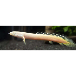 Polypterus senegalus albino — альбиносная форма полиптеруса сенегальского (Polypterus senegalus). Это вид пресноводных лучепёрых рыб из семейства многопёровых.