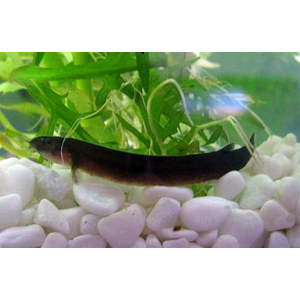 Pangio oblonga — вид аквариумной рыбы из семейства вьюновых. Другие названия: пангио облонга, яванский голец, чёрный кюли, шоколадный кюли.