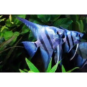 Скалярия зебра — селекционная форма обыкновенной скалярии (Pterophyllum scalare). Название получила за окрас: на серебристом фоне расположены яркие чёрные вертикальные полосы, по сочетанию напоминающие окраску зебр.