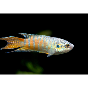 Blue Paradise Fish (макропод, райская рыба) — вид лабиринтовых рыб из семейства макроподовых. Известен под названиями «райская рыбка», «голубая райская» или «голубая гурами»