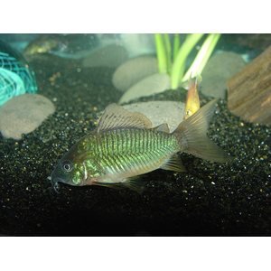 Brochis splendens — вид лучепёрых рыб из семейства панцирных сомов, известный также под названиями: зелёный сомик, зелёный брохис, изумрудный сомик. Некоторые систематики относят этот вид к сестринскому роду коридорасов (лат. Corydoras splendens).