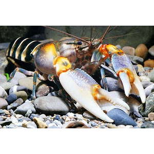 Рак-зебра (Cherax peknyi) — разновидность пресноводного рака, известная необычным окрасом.