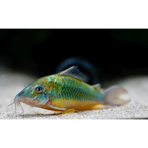 Brochis splendens — вид лучепёрых рыб из семейства панцирных сомов, известный также под названиями: зелёный сомик, зелёный брохис, изумрудный сомик. Некоторые систематики относят этот вид к сестринскому роду коридорасов (лат. Corydoras splendens).