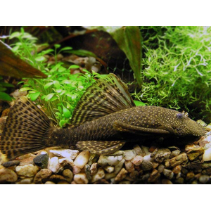 Ancistrus cirrhosus — вид лучепёрых рыб семейства кольчужных сомов, аквариумная рыбка.