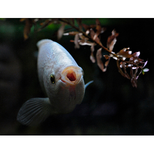 Helostoma temminkii — научное наименование целующегося гурами (хелостомы). Это вид тропических рыб из подотряда лабиринтовых, выделяемый в монотипическое семейство хелостомовых.