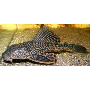 Hypostomus plecostomus — вид лучепёрых рыб из семейства кольчужных сомов, обыкновенный сомик-нижнерот. Первое научное описание было сделано Карлом Линнеем в 1758 году.
