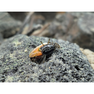 Краб - Скрипач - Tubuca (Fiddler Crab) — род полусухопутных крабов из семейства Ocypodidae.