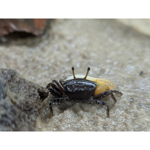 Краб - Скрипач - Tubuca (Fiddler Crab) — род полусухопутных крабов из семейства Ocypodidae.