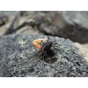 Краб - Скрипач - Tubuca (Fiddler Crab) — род полусухопутных крабов из семейства Ocypodidae.