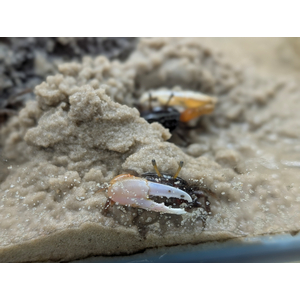 Краб - Скрипач - Tubuca (Fiddler Crab) — род полусухопутных крабов из семейства Ocypodidae.