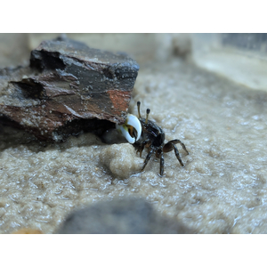 Краб - Скрипач - Tubuca (Fiddler Crab) — род полусухопутных крабов из семейства Ocypodidae.