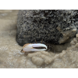 Краб - Скрипач - Tubuca (Fiddler Crab) — род полусухопутных крабов из семейства Ocypodidae.