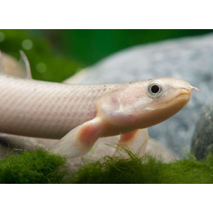 Polypterus senegalus albino — альбиносная форма полиптеруса сенегальского (Polypterus senegalus). Это вид пресноводных лучепёрых рыб из семейства многопёровых.