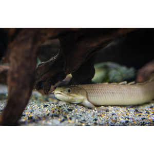 Полиптерус сенегальский (Polypterus senegalus) — вид пресноводных лучепёрых рыб из семейства многопёровых. Относится к двоякодышащим рыбам: плавательный пузырь разделён на две части, одна из которых выполняет функцию лёгкого, позволяя использовать для дыхания атмосферный кислород.