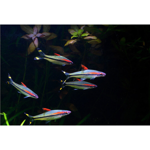 Барбус Денисони (Sahyadria denisonii) — вид пресноводных рыб семейства карповых. Назван в честь Уильяма Томаса Денисона (1804–1871), губернатора города Мадрас (Индия) с 1861 по 1866 год.