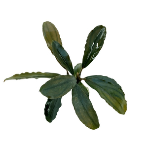 БУЦЕФАЛАНДРА АЛАМАНДА - Bucephalandra alamanda