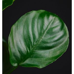 АНУБИАС БАРТЕРИ КРУГЛЫЙ ЛИСТ