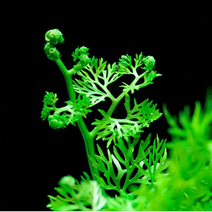 ПАПОРОТНИК ИНДИЙСКИЙ - Ceratopteris thalicroides