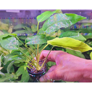 АНУБИАС КОРОТКИЙ ОСТРОЛИСТНЫЙ