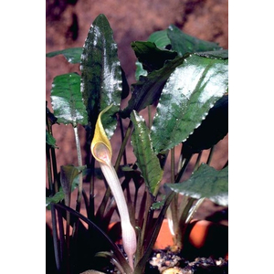 КРИПТОКОРИНА БЕККЕТТИ - Cryptocoryne beckettii