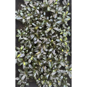 БУЦЕФАЛАНДРА БРАУНИ ФИОЛЕТОВАЯ