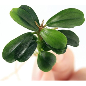 БУЦЕФАЛАНДРА ЯБЛОЧНЫЙ ЛИСТ - Bucephalandra apple leaf