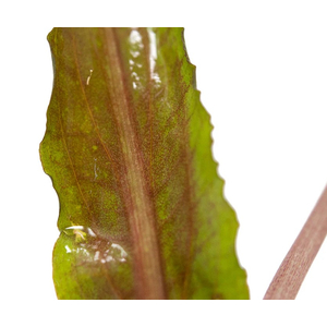 КРИПТОКОРИНА УНДУЛАТА - Cryptocoryne undulata