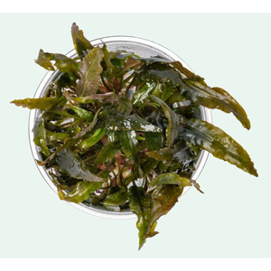 КРИПТОКОРИНА ТРОПИКА - Cryptocoryne Tropica