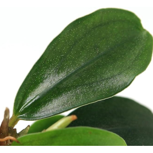 БУЦЕФАЛАНДРА ЯБЛОЧНЫЙ ЛИСТ - Bucephalandra apple leaf