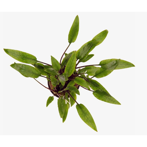 КРИПТОКОРИНА ЛЮТЕЯ - Cryptocoryne lutea