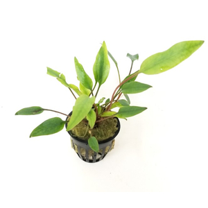 КРИПТОКОРИНА ЛЮТЕЯ - Cryptocoryne lutea