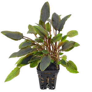 КРИПТОКОРИНА ЛЮТЕЯ - Cryptocoryne lutea