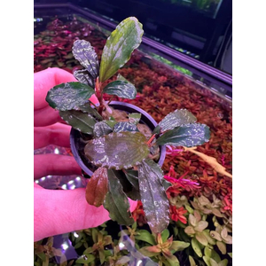 БУЦЕФАЛАНДРА БРАУНИ ФИОЛЕТОВАЯ