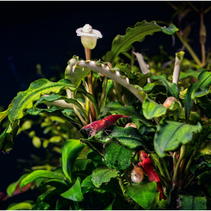 БУЦЕФАЛАНДРА АРТЕМИС