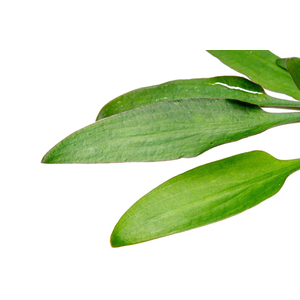 КРИПТОКОРИНА ЛЮТЕЯ - Cryptocoryne lutea