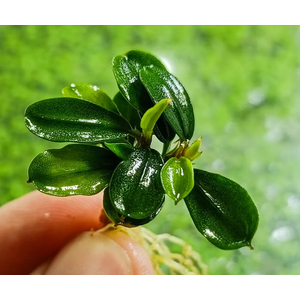 БУЦЕФАЛАНДРА ЯБЛОЧНЫЙ ЛИСТ - Bucephalandra apple leaf