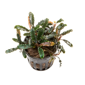 БУЦЕФАЛАНДРА ТИТАН - Bucephalandra Titan