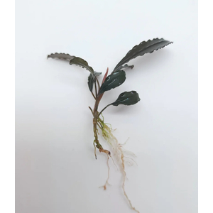 БУЦЕФАЛАНДРА ЦЕННАЯ - Bucephalandra Cherish