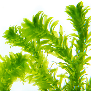 ЭЛОДЕЯ ДЕНСА - Elodea densa