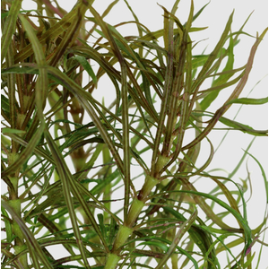 ПОГОСТЕМОН ОКТОПУС - Pogostemon octopus