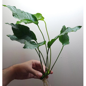 АНУБИАС БАРТЕРА КРИСПУС - Anubias barteri crispus