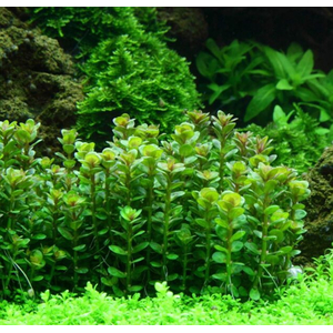 РОТАЛА ИНДИЙСКАЯ - Rotala indica