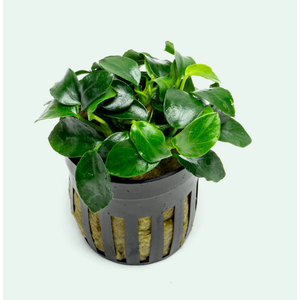 АНУБИАС БАРТЕРИ НАНА ПЕТИТ