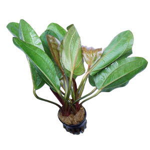 ЭХИНОДОРУС ШЛЮТЕРА