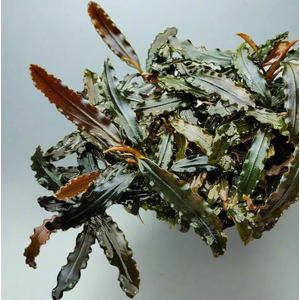 БУЦЕФАЛАНДРА МИНИ ЧЕРНЫЙ КОВЕР